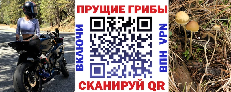 Псилоцибиновые грибы прущие грибы  нарко площадка наркотические препараты  Тында  закладка 
